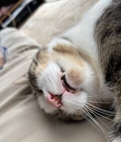 にゃんこ